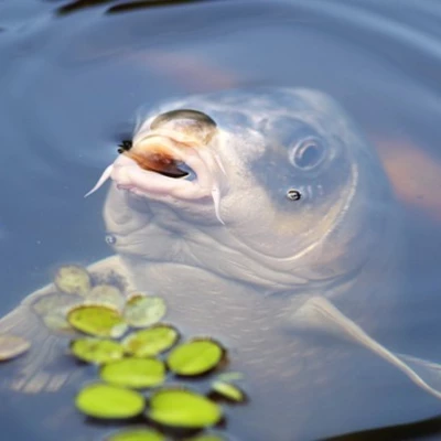 Aquapónia